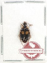 Lebiinae sp. 23 (A2)