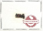 Scientific lot no. 800 Coprophaga (5 pcs)