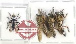 Scientific lot no. 113 Diptera (Asilidae) (4 pcs)