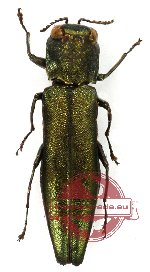 Agrilus sp. 14