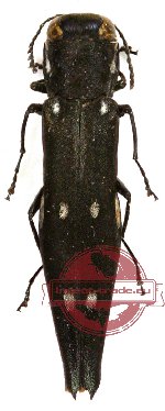 Agrilus sp. 18