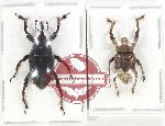 Scientific lot no. 849 Curculionidae (2 pcs)