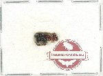 Scientific lot no. 833 Coprophaga (5 pcs)