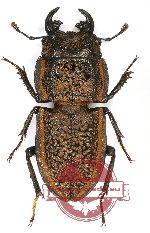 Erichius caelatus (A2)