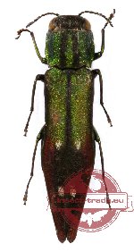 Agrilus sp. 24