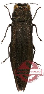 Agrilus sp. 25