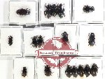 Scientific lot no. 115 Tenebrionidae (17 pcs A-, A2)