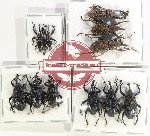 Scientific lot no. 847 Curculionidae (11 pcs A2)