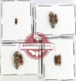 Scientific lot no. 200 Elateridae (7 pcs)