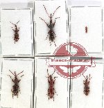 Scientific lot no. 144 Brenthidae (6 pcs)