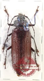 Xaurus bennigseni