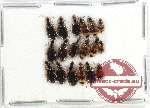 Scientific lot no. 783 Carabidae (18 pcs)