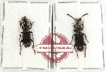 Scientific lot no. 784 Carabidae (2 pcs)