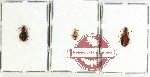 Scientific lot no. 777 Carabidae (3 pcs)