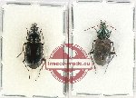 Scientific lot no. 780 Carabidae (2 pcs)