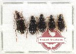 Scientific lot no. 786 Carabidae (5 pcs)