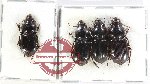 Scientific lot no. 778 Carabidae (4 pcs)