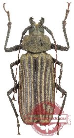 Xixuthrus helleri (A2)