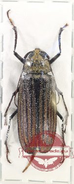 Xixuthrus helleri (A2)