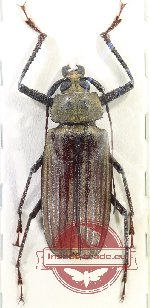 Xixuthrus helleri