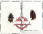 Scientific lot no. 779 Carabidae (Spalomorpha sp. mix) (2 pcs - 1 pcs A2)