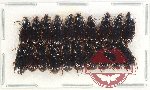 Scientific lot no. 792 Carabidae (20 pcs)