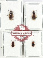 Scientific lot no. 794 Carabidae (4 pcs)