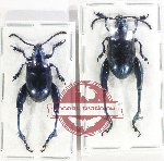 Scientific lot no. 539 Chrysomelidae (Sagra sp.) (2 pcs)