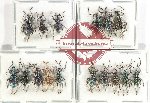 Scientific lot no. 850 Curculionidae (16 pcs)