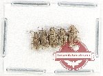 Scientific lot no. 852 Curculionidae (5 pcs)
