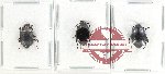 Scientific lot no. 468 Tenebrionidae (3 pcs)