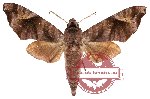 Acosmeryx anceus ssp. anceus (A-)