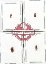 Scientific lot no. 467 Tenebrionidae (4 pcs)