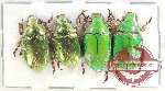 Scientific lot no. 371 Rutelinae (Anoplognatus spp.) (4 pcs A-, A2)