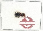 Scientific lot no. 838 Coprophaga (5 pcs)