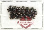 Scientific lot no. 844 Coprophaga (Onthophagini) (13 pcs)