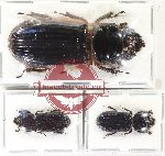 Scientific lot no. 171 Passalidae (3 pcs)