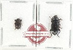 Scientific lot no. 470 Tenebrionidae (2 pcs)