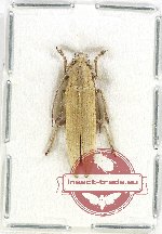 Cerambycidae sp. 105