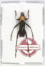 Demonax perterritus