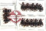 Hybosorinae Scientific lot no. 109 (13 pcs)
