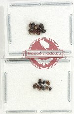 Georisidae Scientific lot no. 4 (13 pcs)