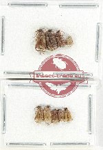 Bruchidae Scientific lot no. 28 (9 pcs)
