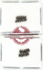 Lymnichidae Scientific lot no. 9 (20 pcs)