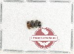 Scientific lot no. 839 Coprophaga (4 pcs)