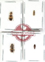 Scientific lot no. 129 Cleridae (4 pcs)