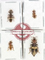 Scientific lot no. 130 Cleridae (4 pcs)