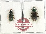Scientific lot no. 776 Carabidae (Chlaenius sp.) (2 pcs)