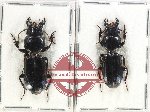 Scientific lot no. 782 Carabidae (Scaritini) (2 pcs)