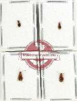 Scientific lot no. 795 Carabidae (4 pcs)